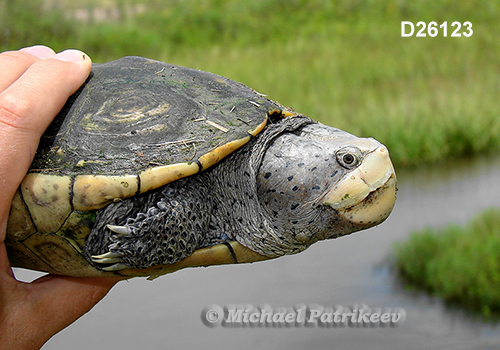Diamondback Terrapin (Malaclemys terrapin)